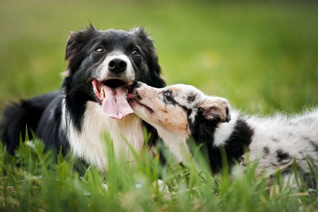 A fiatal kutyák gyakrabban nyalogatják idősebb társaik száját