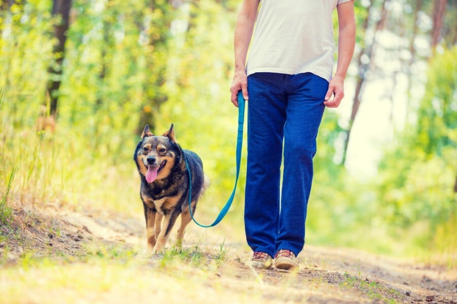 A kutyák igénylik a rendszeres testmozgást - legyen a séta a napi rutin része