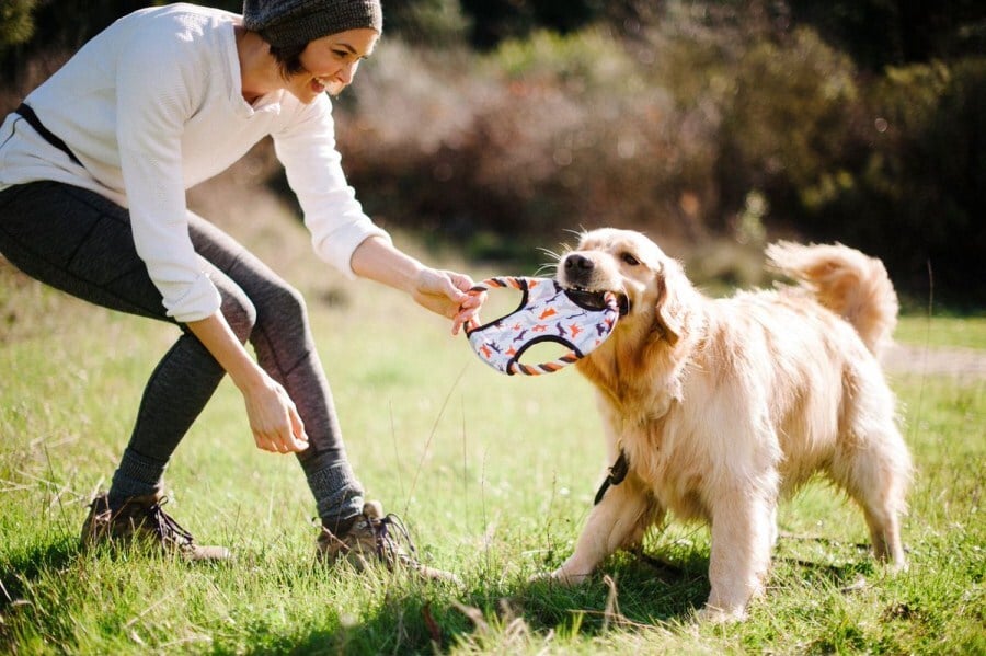 A játék remek szórakozás, és erősíti kutya és gazdája közötti kapcsolatot