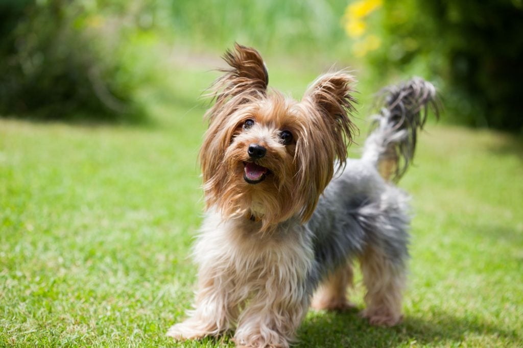 A kistestű kutyák egyik gyakori betegsége a térdkalács ficam