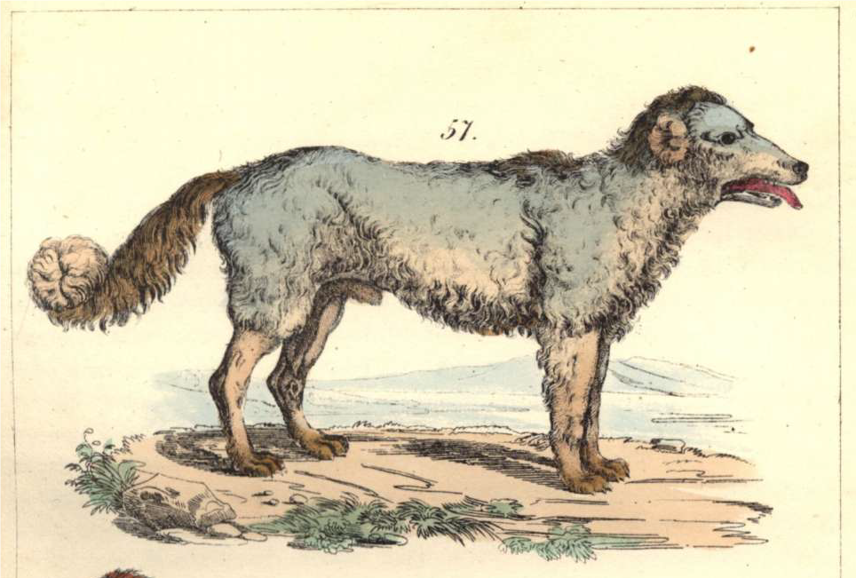 Hanák János komondor leírásának illusztriációja