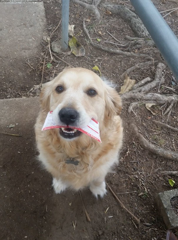 A kutya imád levelet kapni a postástól