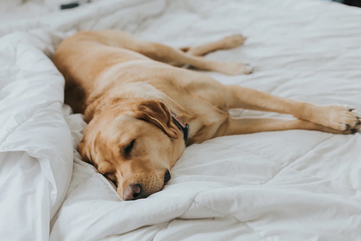 Felébresszük-e kutyánkat, ha úgy érezzük, rosszat álmodik?