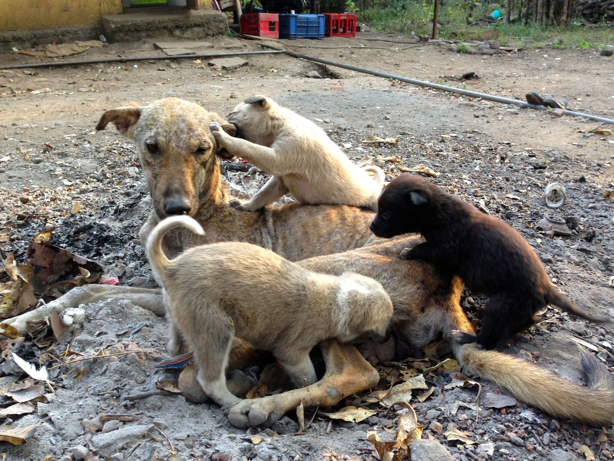 Élelem és remény nélkül - így élnek a kóbor kutyák nap mint nap