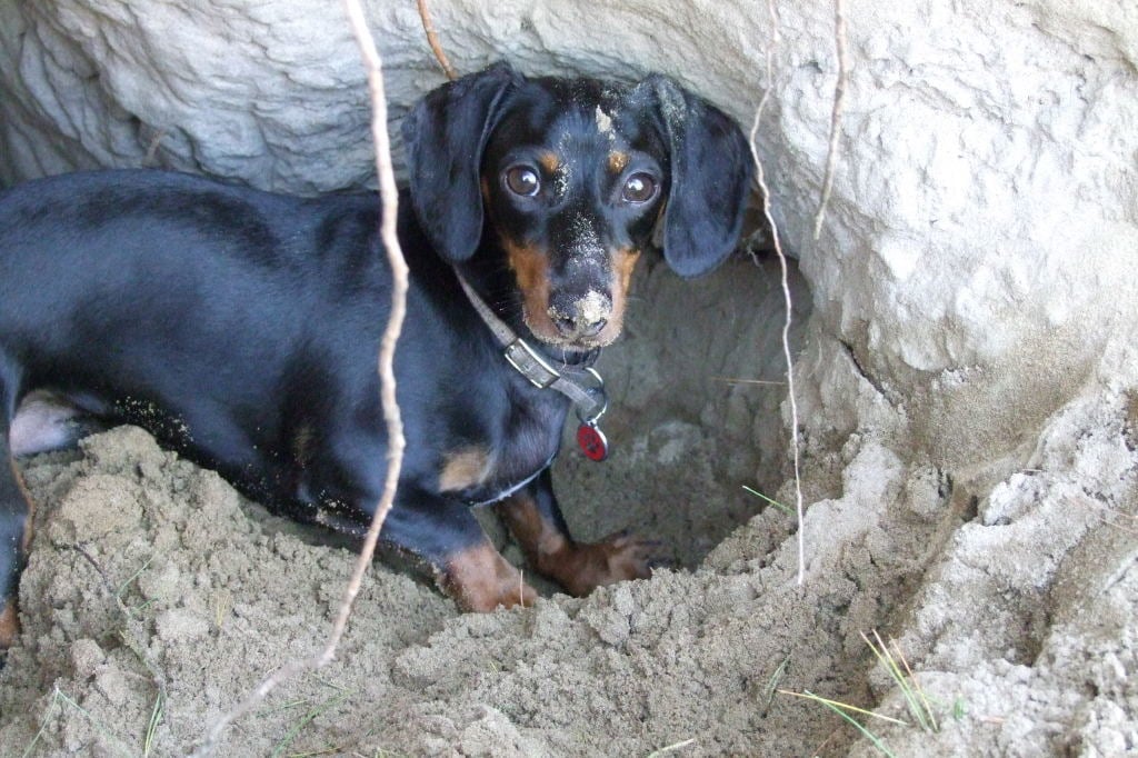 A kotorékebek (tacskók és terrierek) általában véve szeretnek ásni