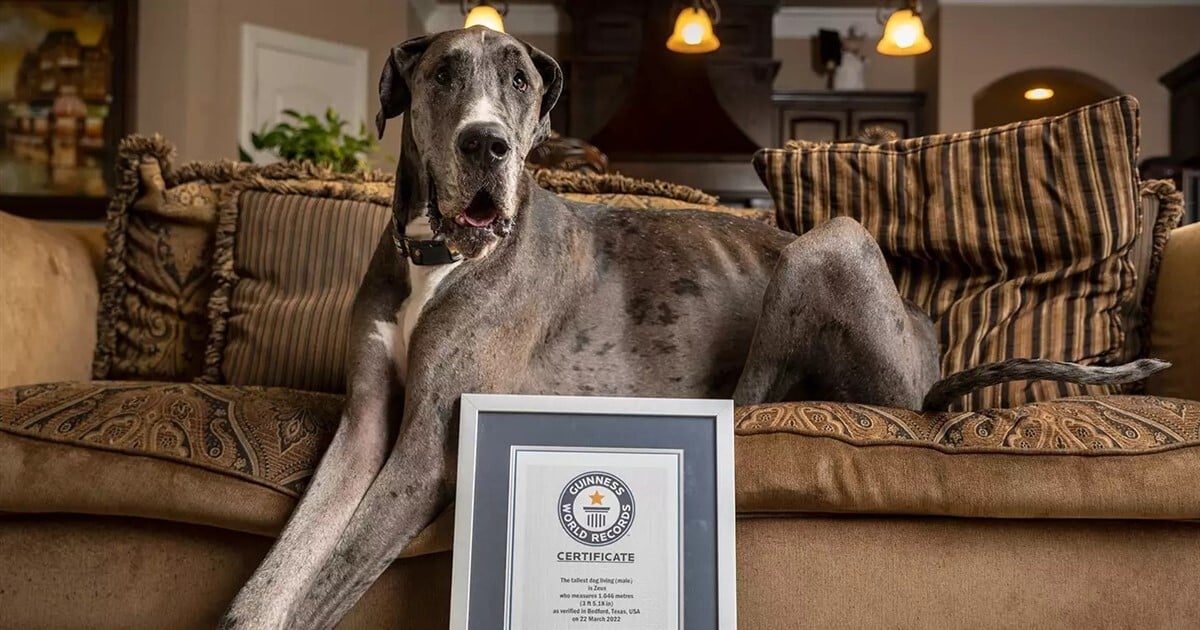 Guinness Rekorder lett Zeus, a német dog
