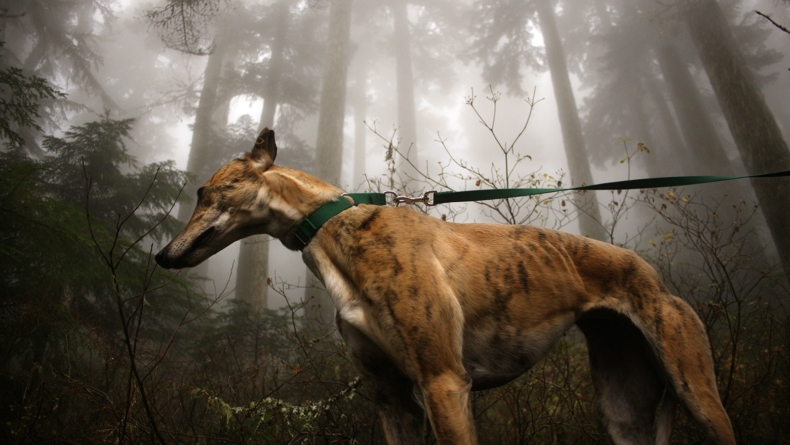 A póráz, hosszúvezető használata nem csak a környezetet, de a kutyát is védi