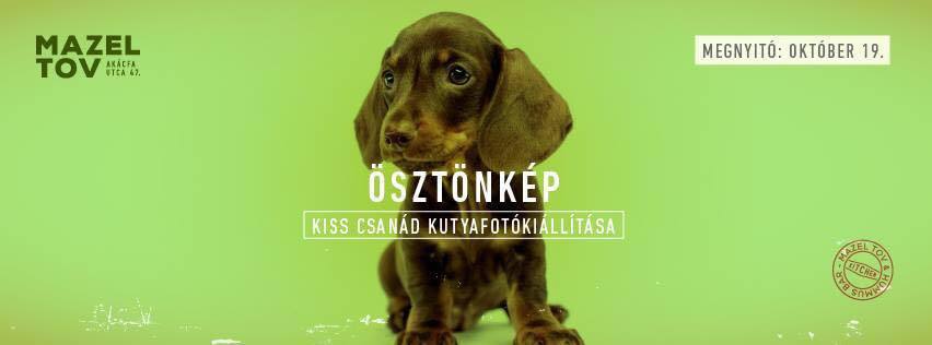 Ösztönkép - Kiss Csanád Kutyafotókiállítása