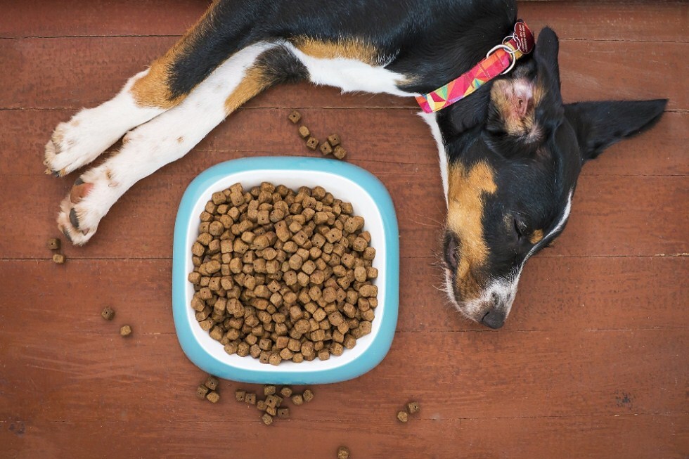 Fogcsikorgatás - betegség jele lehet más tünetek mellett, például nem kér enni a kutya