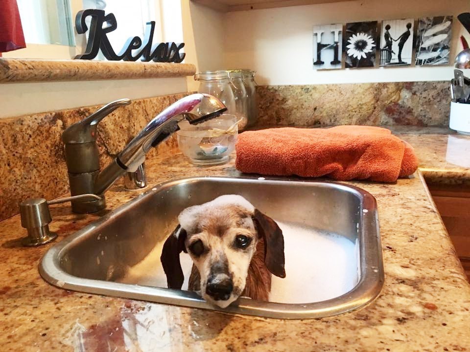 A fürdetésnek is örült a gazdis kutyus