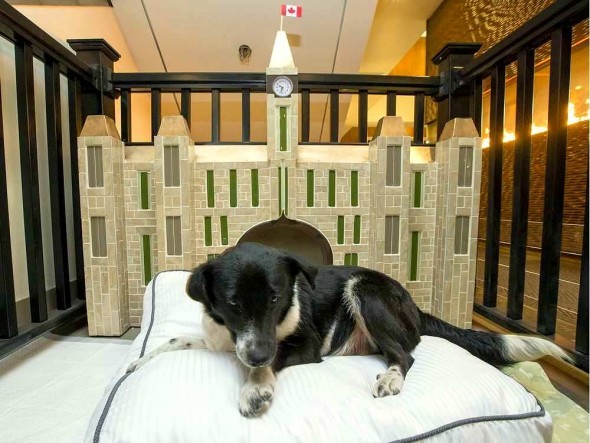 Ellie, a két éves border collie keverék ideiglenes otthona a kutyabarát hotelben