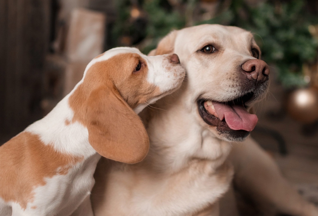 Meglepő hasonlóságot mutat az ember és a kutya emésztőrendszere