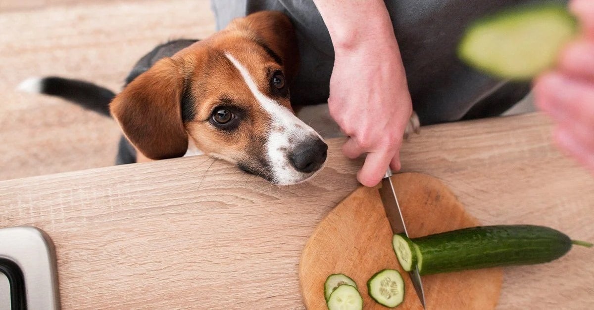 Uborkát a kutyának - Vékony szeletek vagy apró kockák formájában adjuk, hogy könnyen elfogyaszthassa