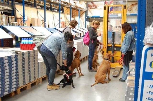 A kutyák megismerkedtek a furcsának tűnő áruházi gépekkel is