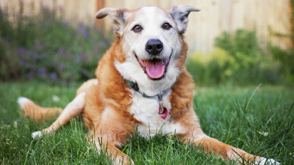 Idős kutya örökbefogadása - Megszépítheted hátralévő éveit