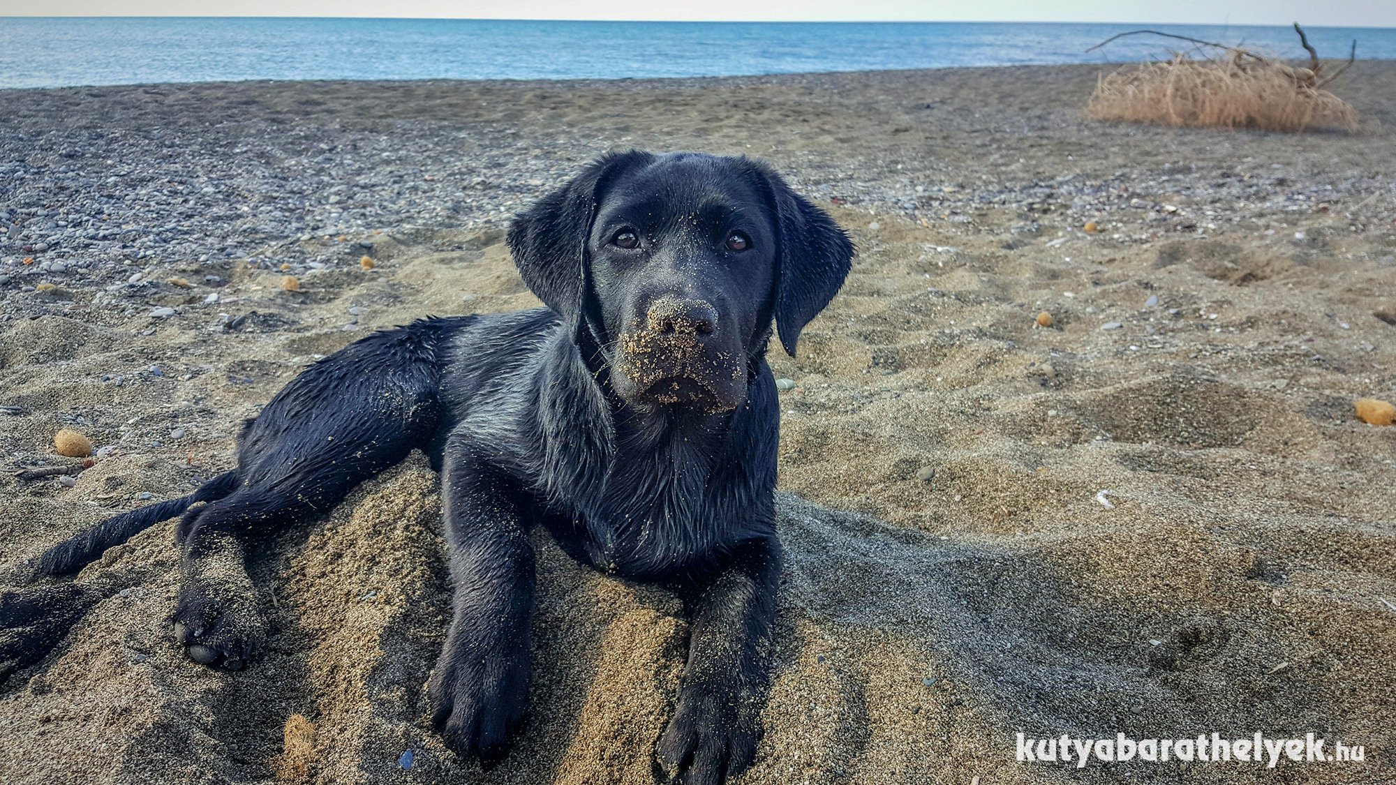 A tengerpartot a kutyák is nagyon élvezik