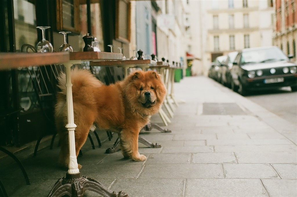 Kutya a városban - Nem mindegyikük tud jól alkalmazkodni a városi élethez