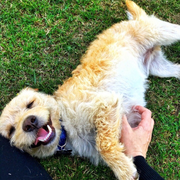 Csiklandós kutyák - Van, aki szereti, és örömmel fogadja a csikizést