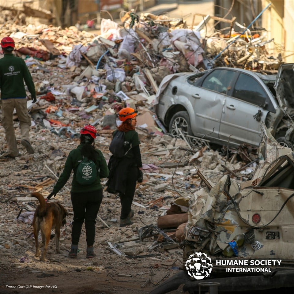 Nap mint nap járják az utcákat az állatmentők, hogy az összedőlt épületek között lévő kutyákat, cicákat kimentsék
