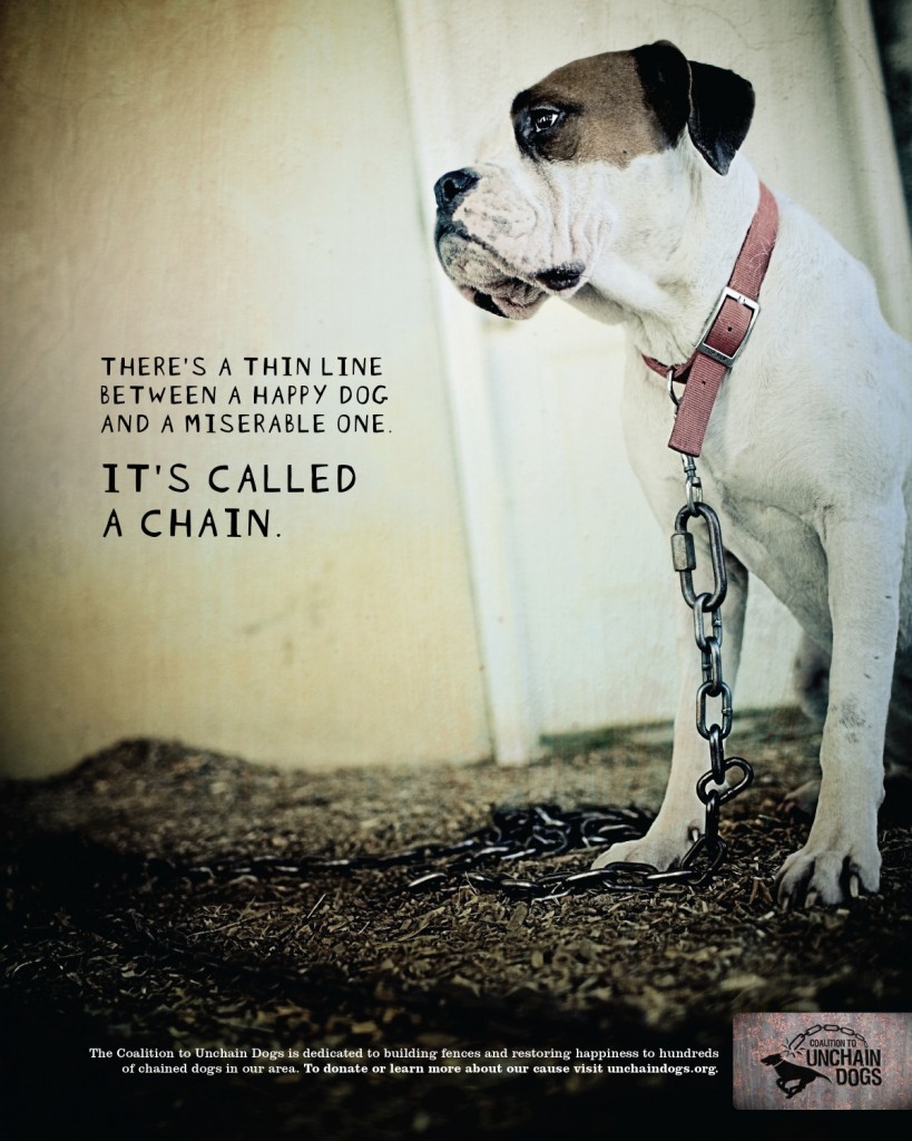 Nagyon kicsi dolog választja el a boldog és a boldogtalan kutyát: láncnak hívják.