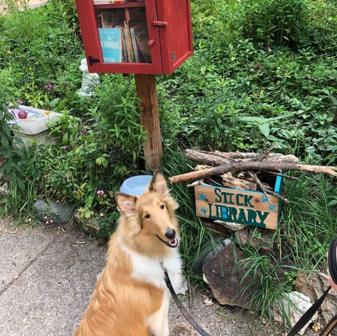 Kutyakönyvtár botokkal és egy kis olvasnivaló a gazdiknak