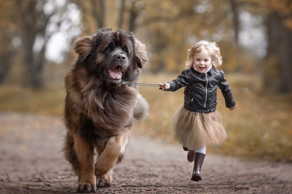 Az óriás méretű kutyák is jól kijöhetnek a gyerekekkel