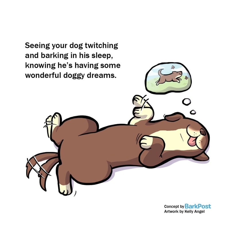 Miről álmodnak a kutyák?