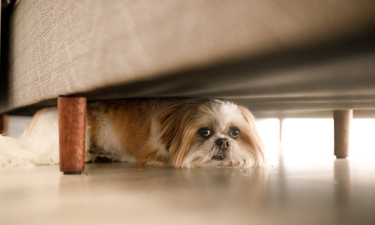 Pánikroham kutyáknál - Búvóhelyet keres, például az ágy alatt