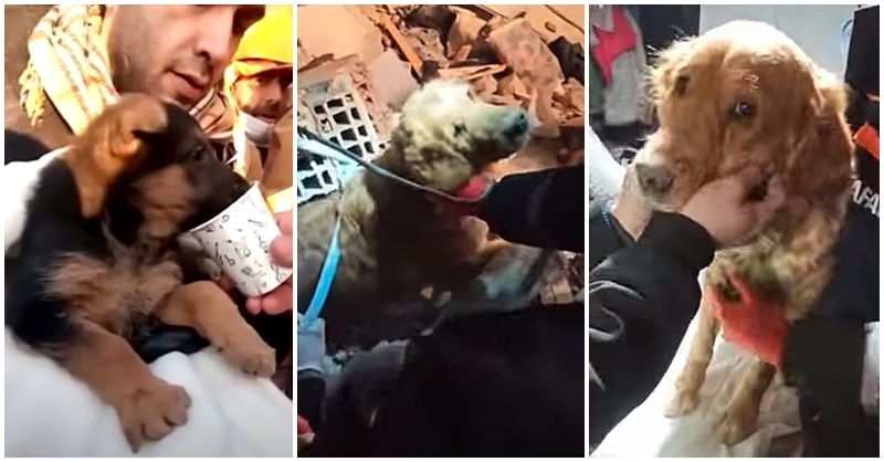 Az ötödik és hatodik napon is találtak kutyákat a földrengés után a romok alatt