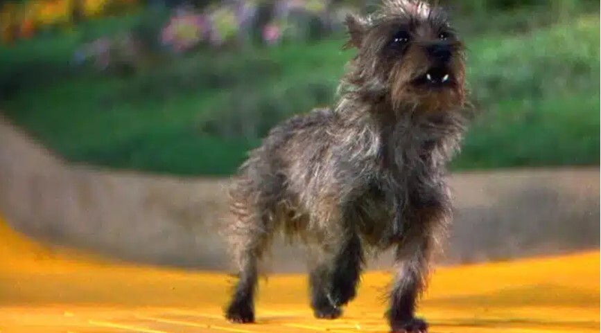 toto
