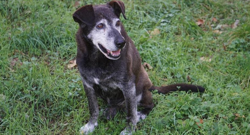 Brunello - a kutya, akit egy olasz kisváros fogadott örökbe