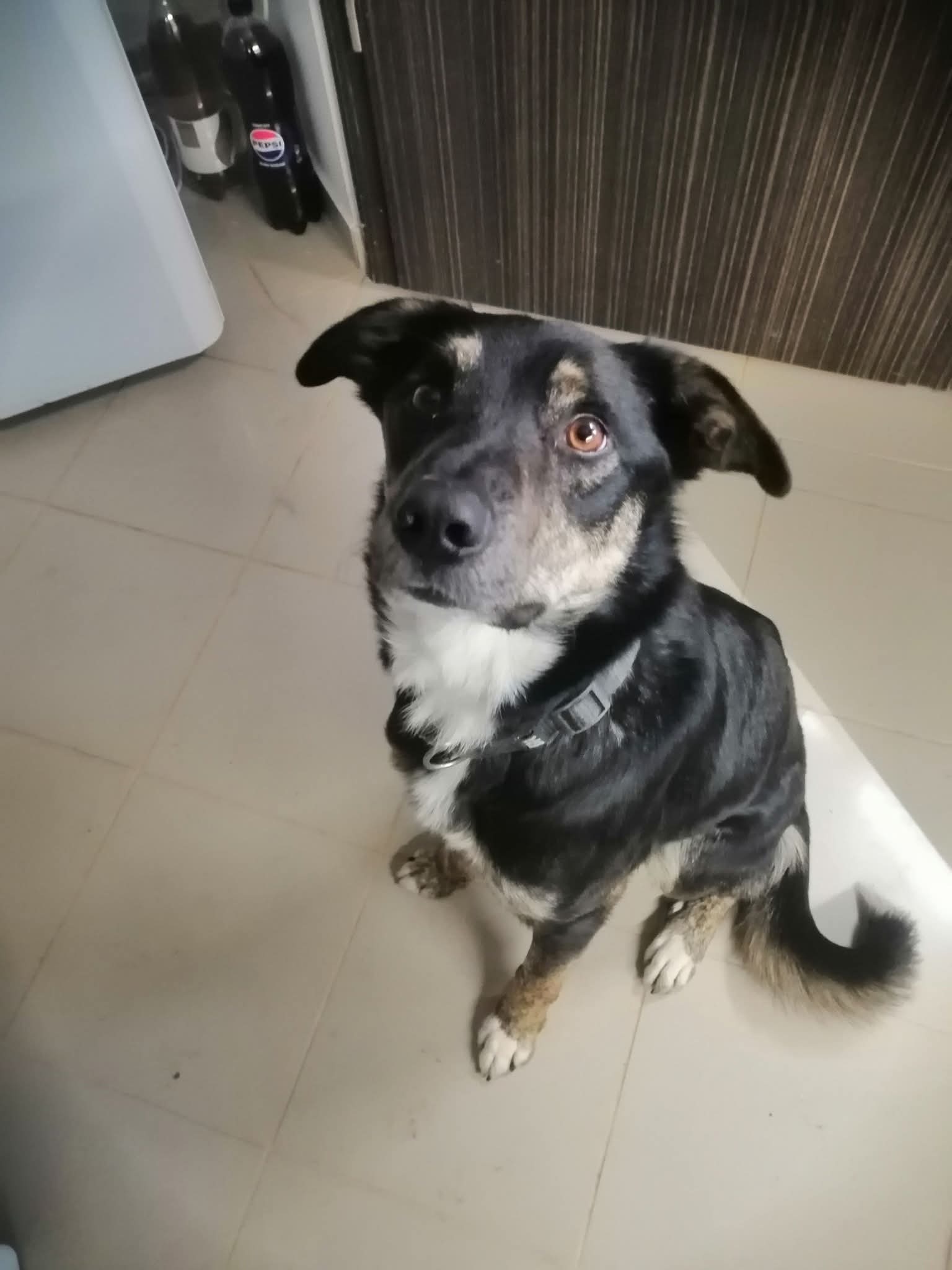 Loki az izlandi kutya