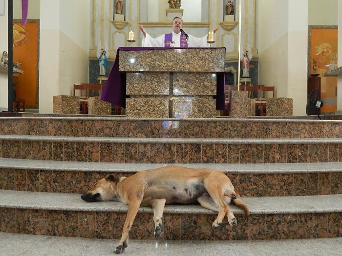 Otthon érzik magukat a kóbor kutyák a brazil templomban