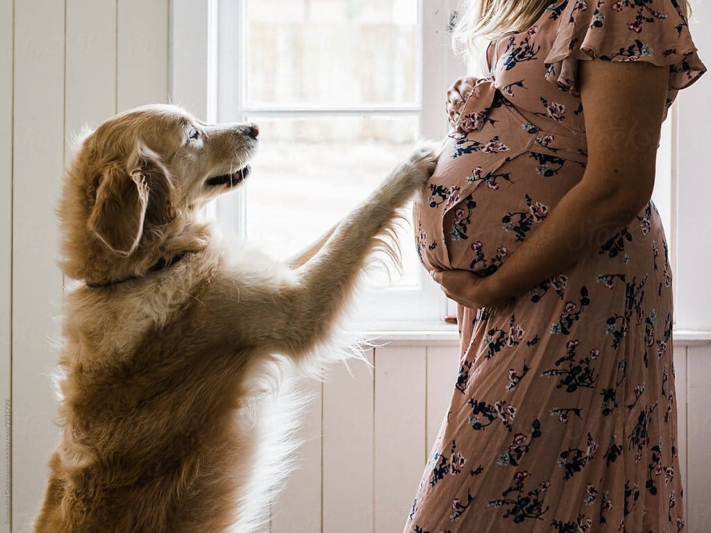 Megérzi a kutya, ha babát vár a gazdi