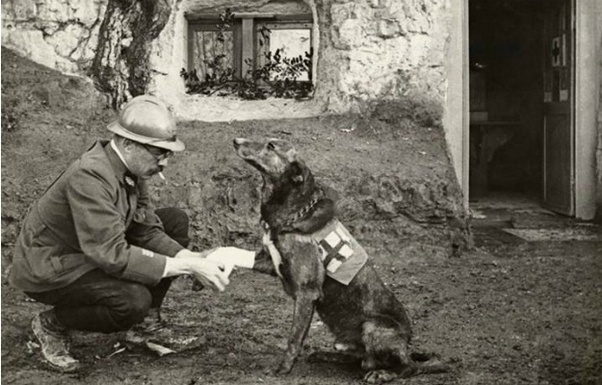 A vöröskeresztes kutyák is szorulhattak ellátásra - itt éppen egyikük mancsát köti be egy katona (Belgium, 1917)