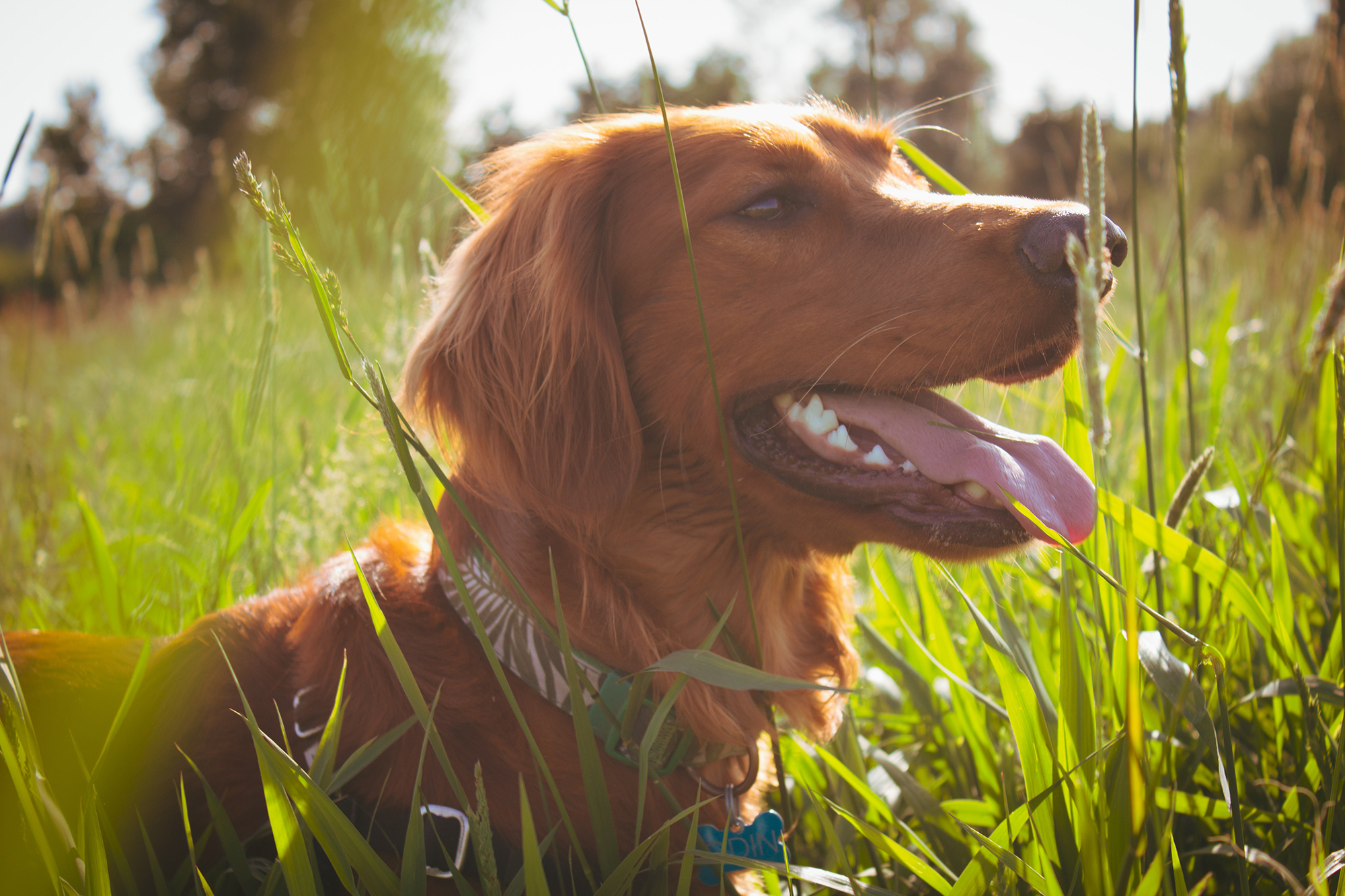 Allergia kutyáknál - A magas fű is irritálhatja a bőrt, allergiás reakciót okozhat