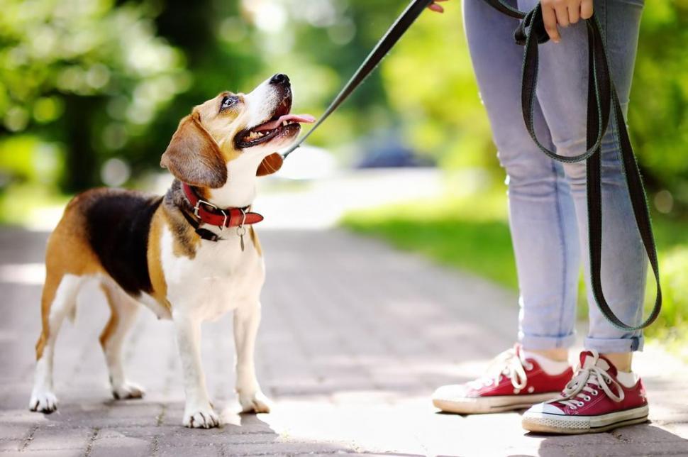Sétákon a póráz kötelező - életmentő lehet - ha kutyánk hallásával gond van