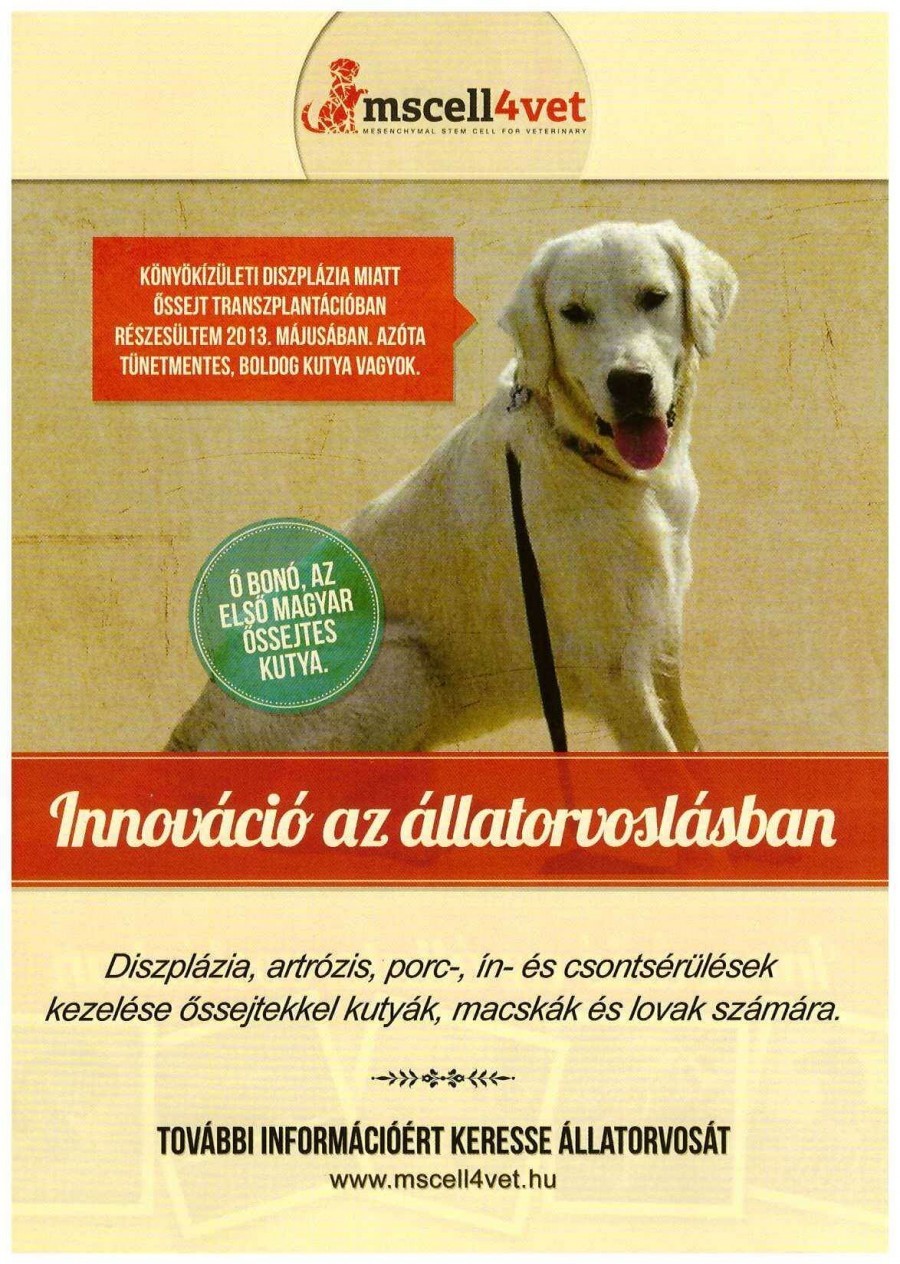 Bono, az első magyar őssejtekkel kezelt kutya