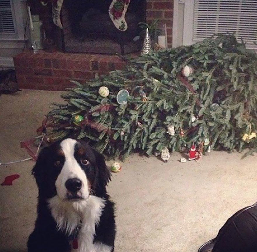 Elájult a karácsonyfa...
