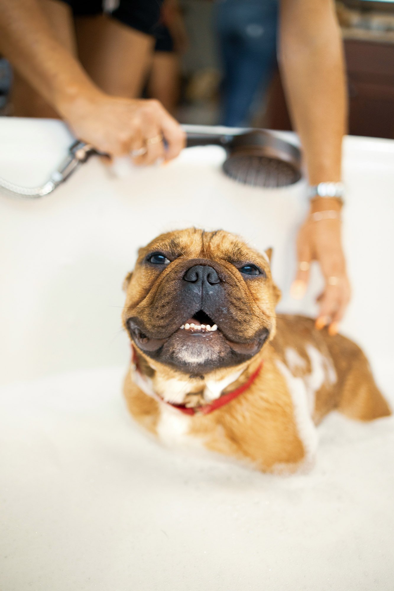 Néhány kutya egenesen élvezi a fürdetést