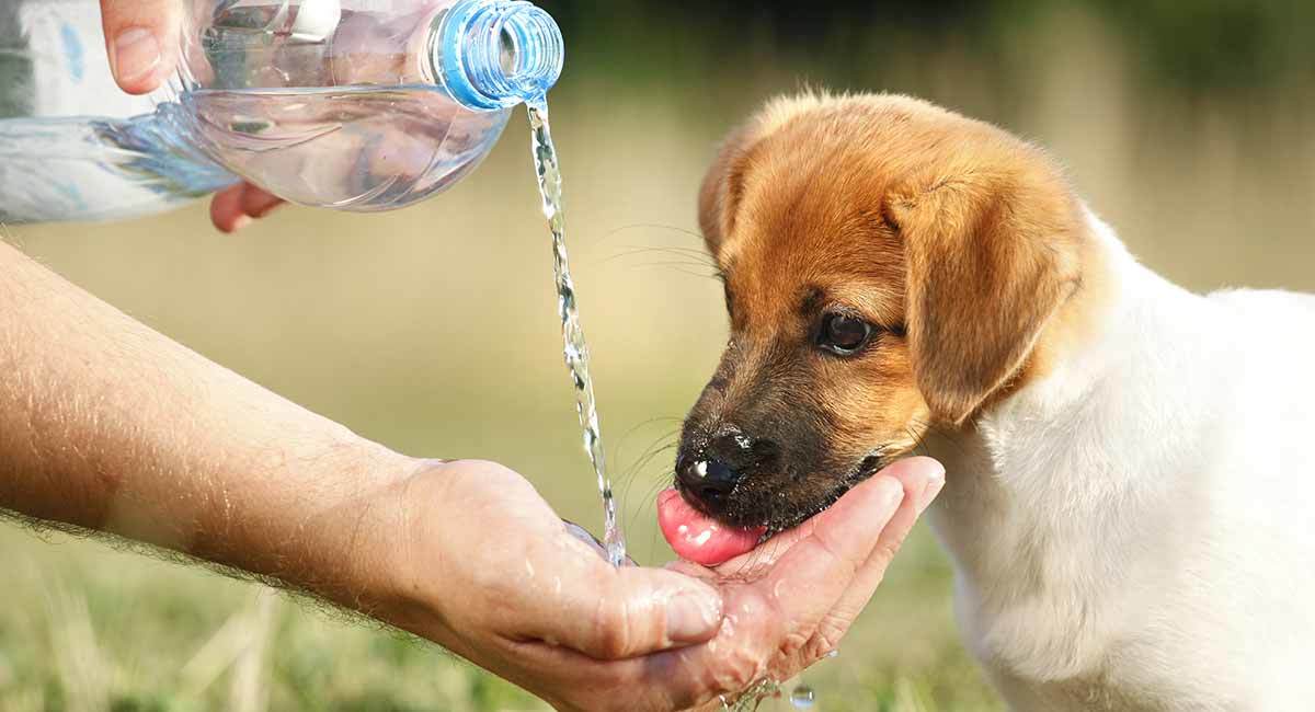 Fiatal kölykök, idős kutyák, hospice gondozás alatt állók és krónikus betegek esetében hamar kialakulhat a dehidratáció, fontos a folyamatos folyadékpótlás