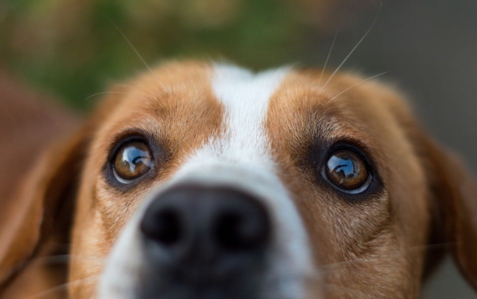 A kutya szemeinek egészségének fenntartásában fontos szerepet játszik a könny