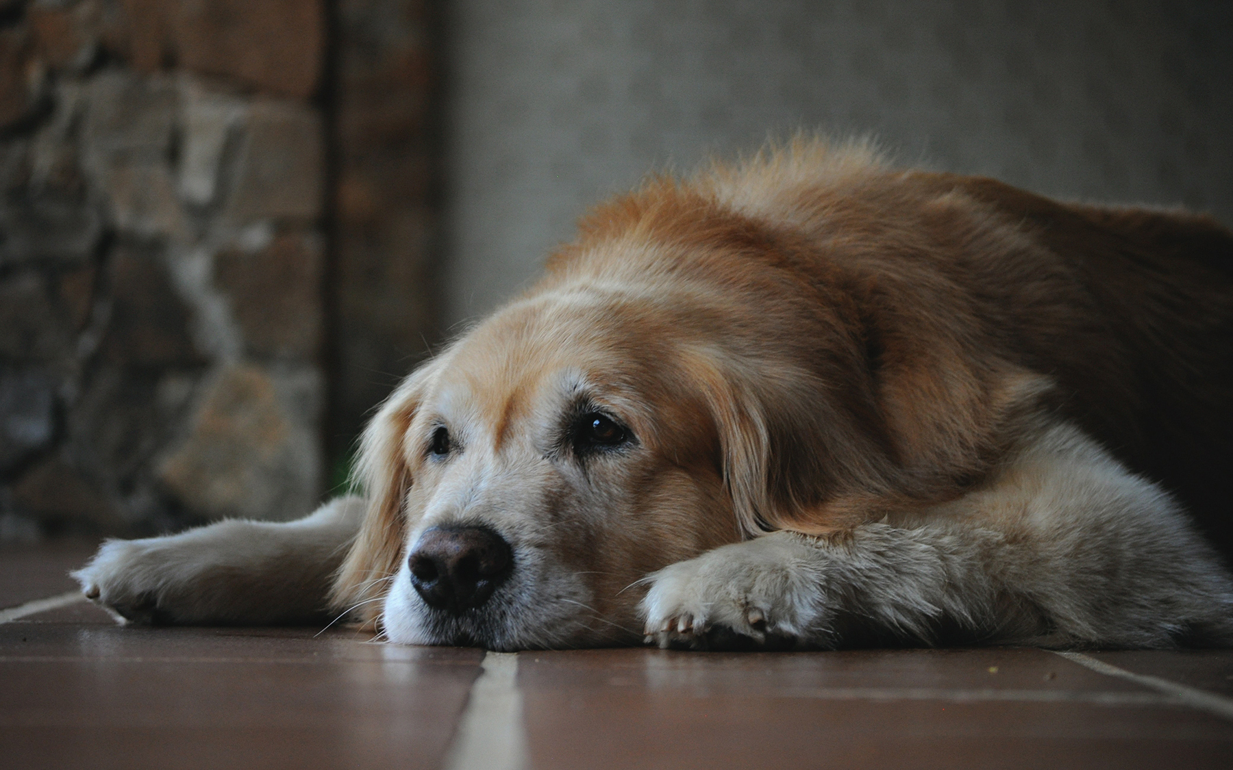 Az idős kutyáknál előfordulhat szobatisztasági zavar, ez akár a demencia jele is lehet
