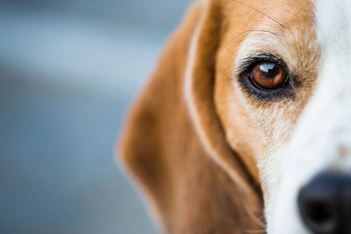 Szemféreg fertőzés kutyáknál - Hazánkban is terjed a betegség