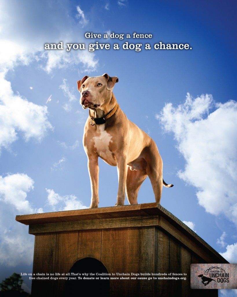 Adj egy kerítést egy kutyának: egy új esélyt adsz ezzel neki!