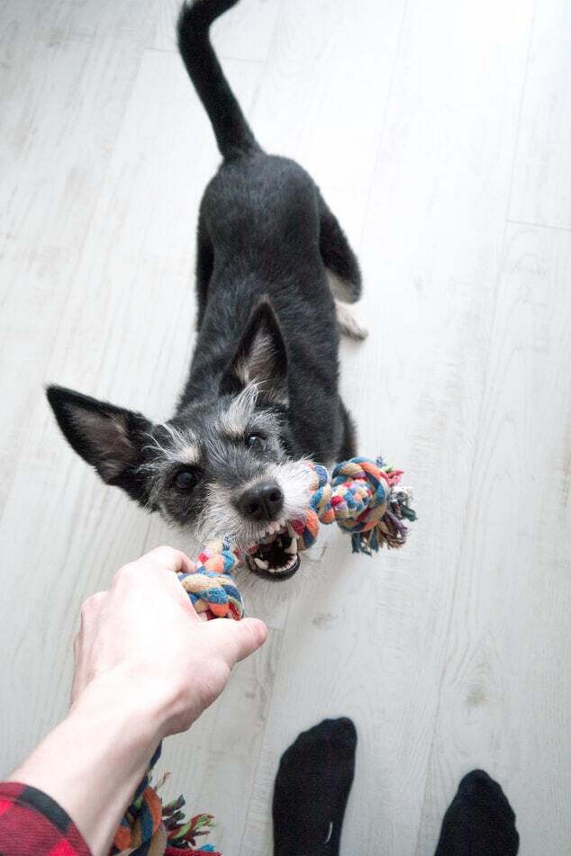 Játék a lakásban: kötélhúzással, labdagurítással is lefoglalhatjuk kutyánkat