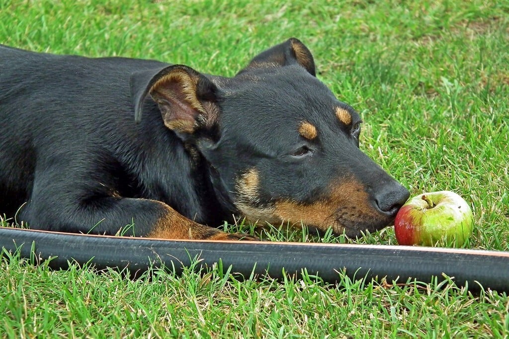 Irritábilis bél szindróma kutyáknál - Fontos az előírt diéta betartása