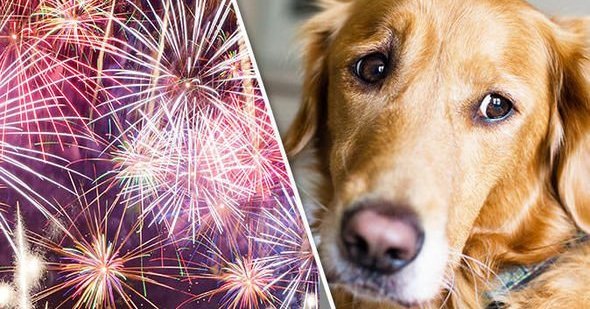 A tűzijátéktól a kutyák nagy része retteg