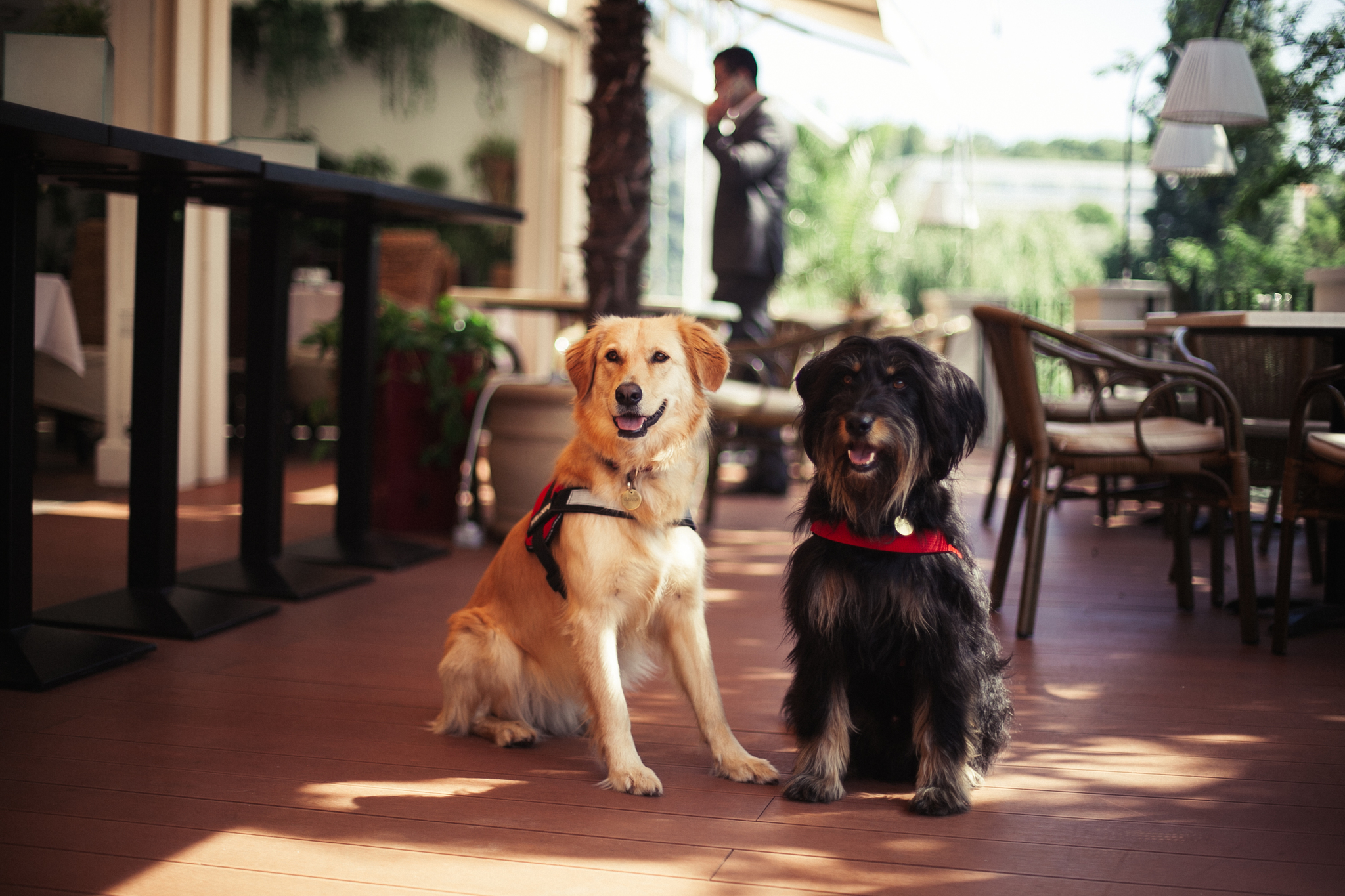 Szellő és Jeromos, a Bayer sajtótájékoztatóján résztvevő terápiás kutyák