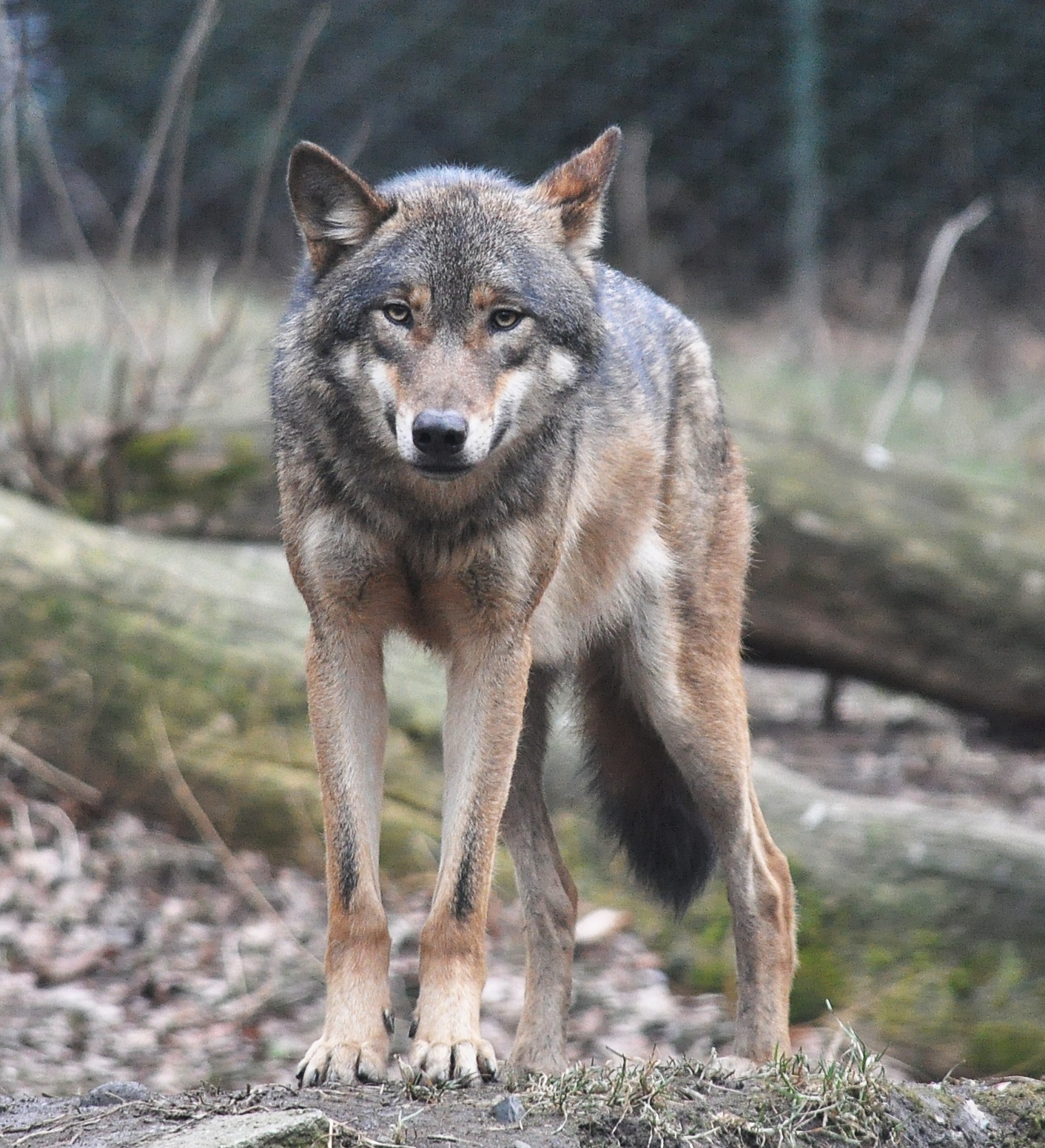 Európai szürke farkas - hasonló példány szökött meg az állatkertből